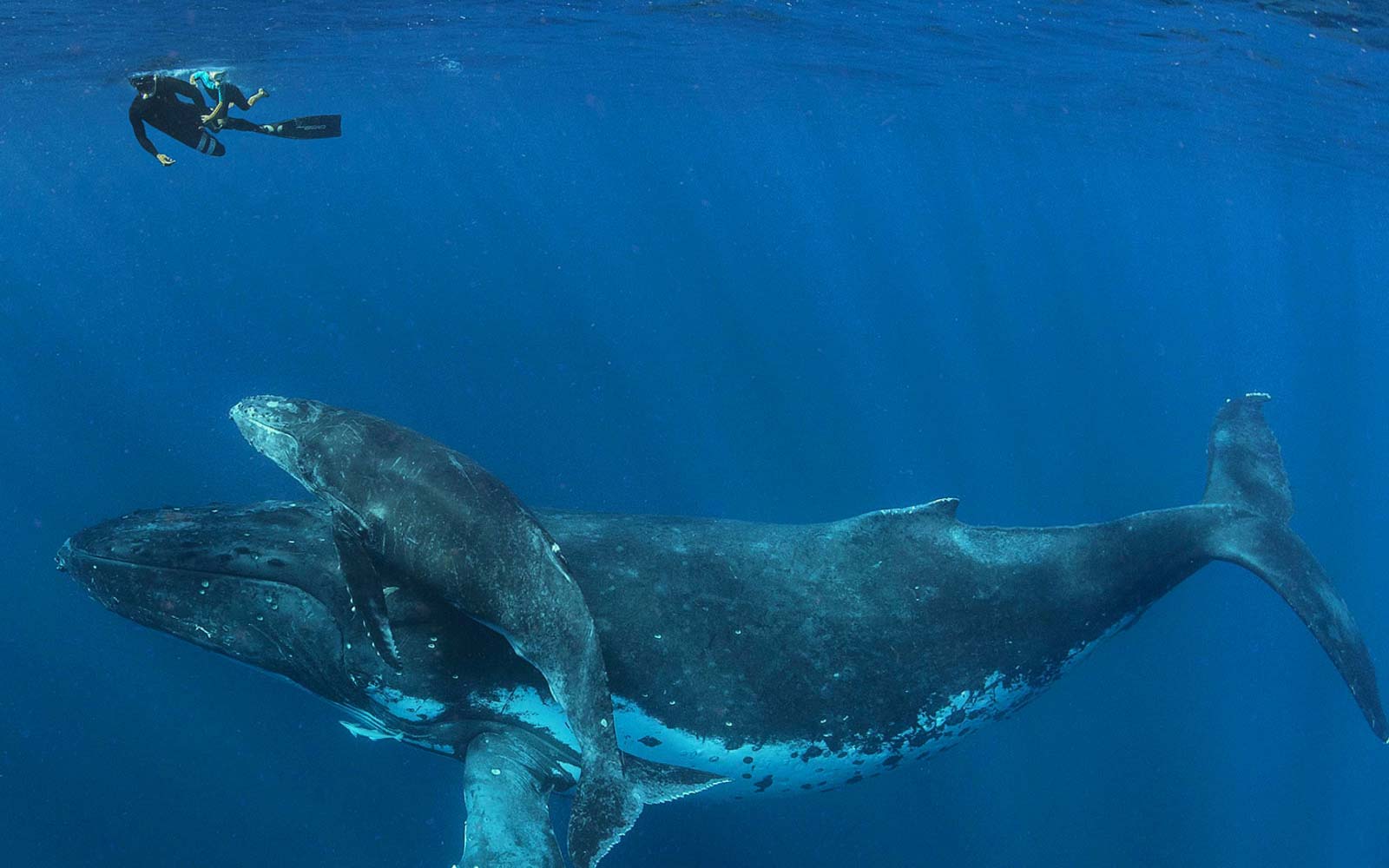 image of father and son swimming with large whale
